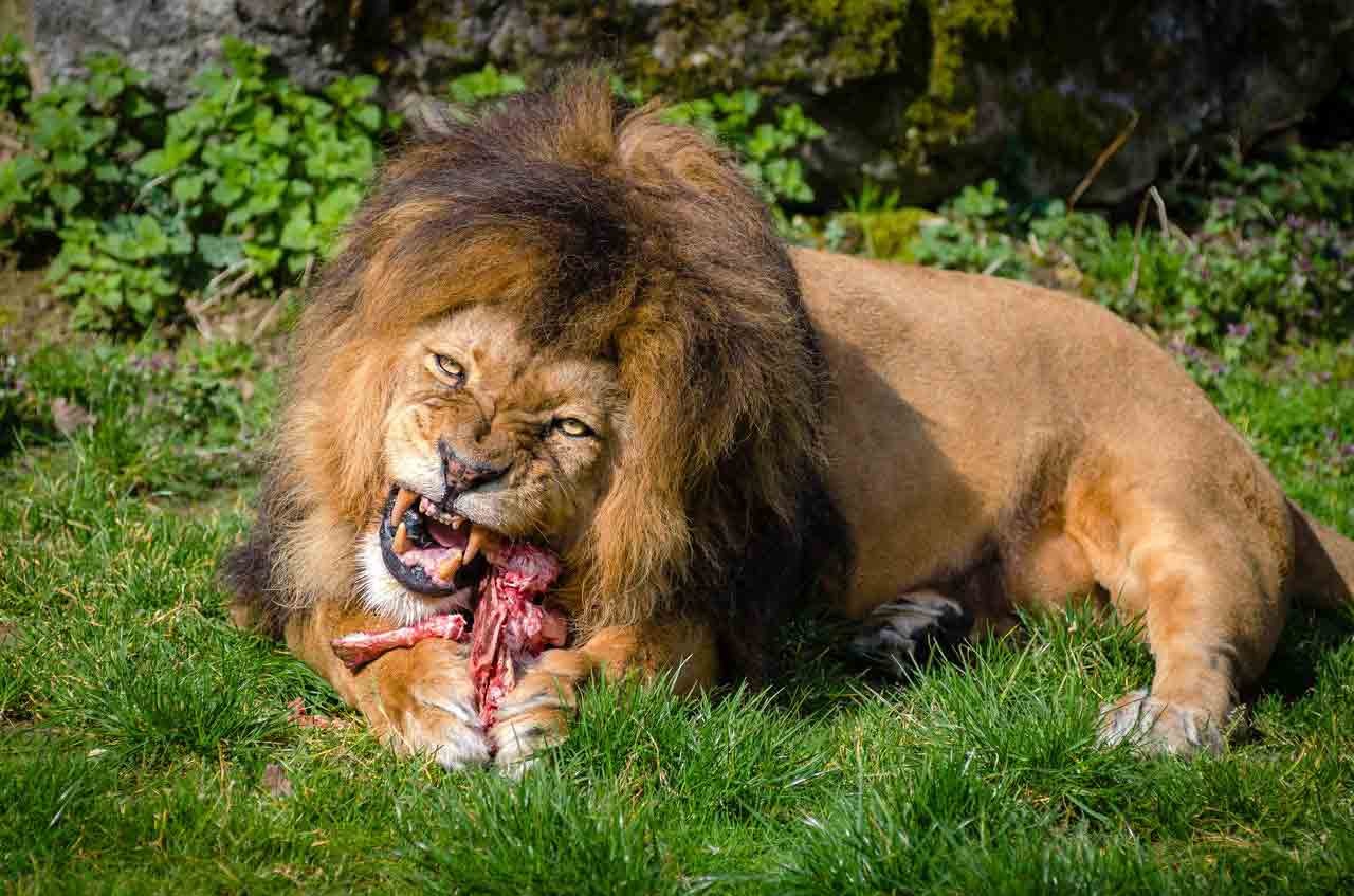 Lion stock photo. Image of hair, lion, female, looking - 32680950